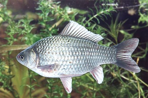 Карась серебряный – предок всех золотых рыбок