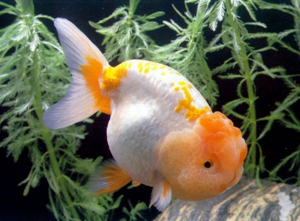 Львиноголовка – золотая рыбка: содержание, совместимость, разведение, фото-видео обзор