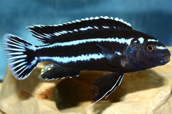 Меланохромис Йохана - Melanochromis johanni