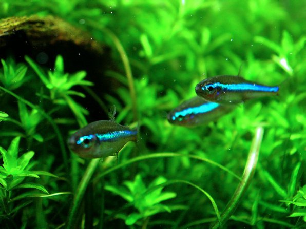 Неон синий рыбка: содержание, совместимость, разведение, фото обзор
