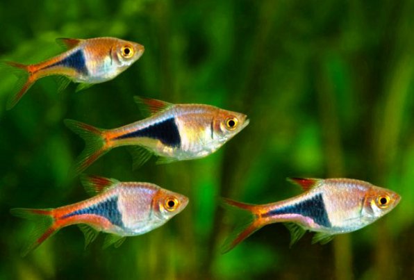 Расбора рыбка аквариумная содержание: микрорасборы виды