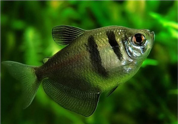 Тернеция: внешний вид, уход и содержание, размножение рыбок в аквариуме