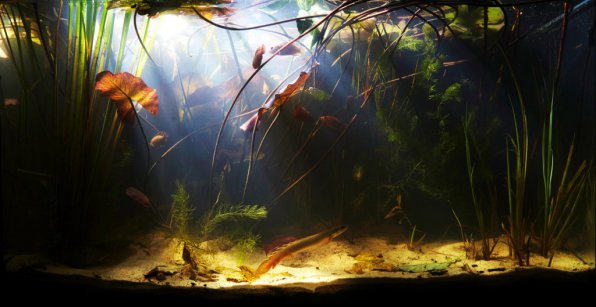 Биотопный аквариум, как вид аквариумного искусства!