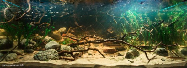 Биотопный аквариум, как вид аквариумного искусства!