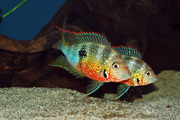 Цихлазома элиота самец и самка – рыба эллиот