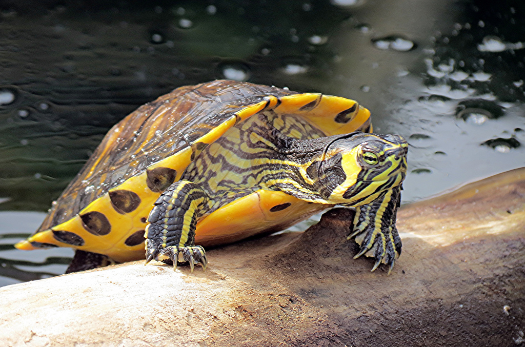 Красноухие черепахи - размеры, фото, уход и содержание в домашних условиях