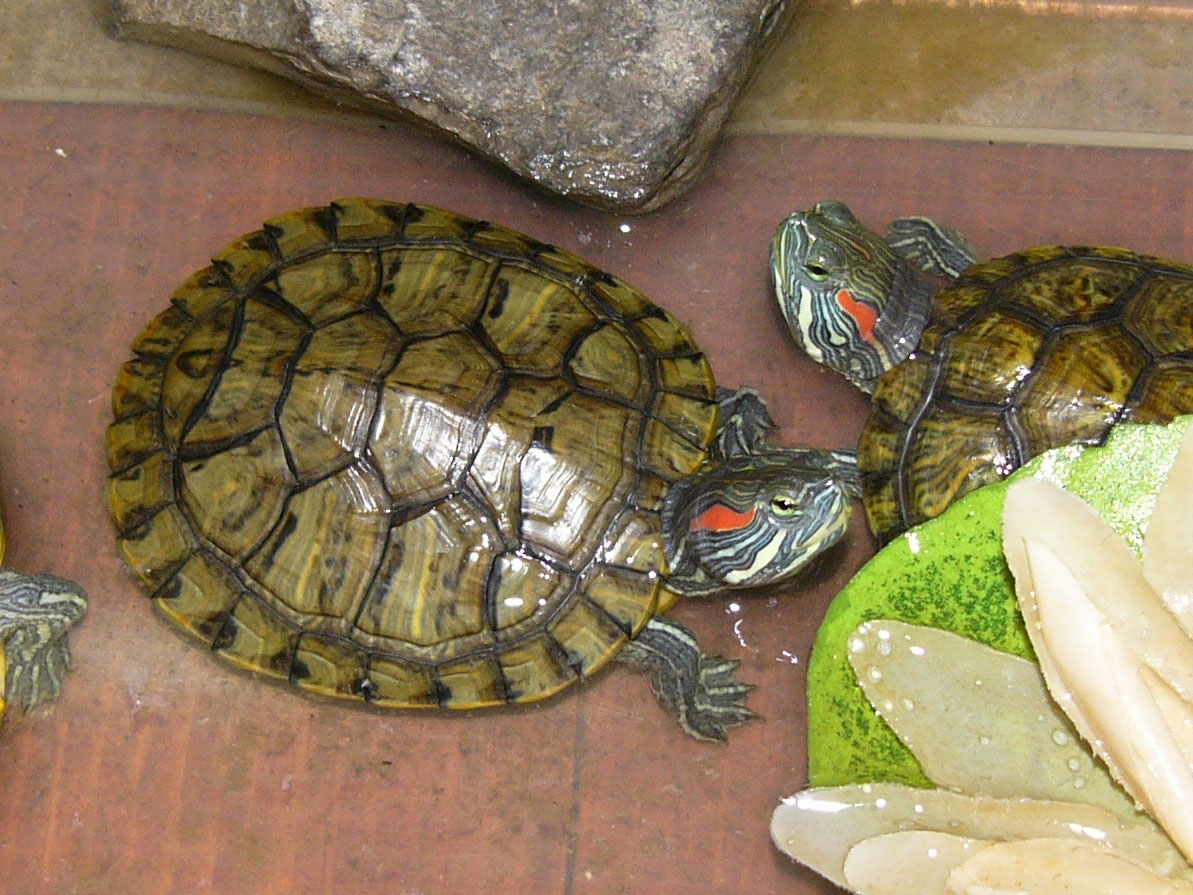 Красноухая черепаха: уход, содержание, размножение, совместимость, корм, фото-обзор