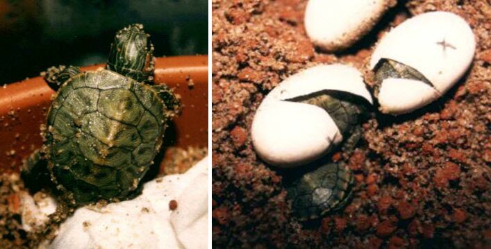 Как отличить самку от самца красноухой черепахи? | АКВАРИУМНЫЕ РЫБКИ