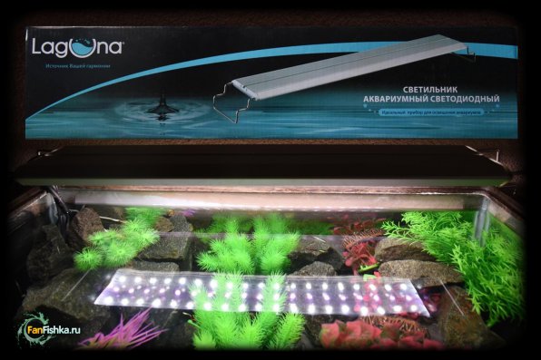 Как выращивать водоросли в аквариуме в домашних условиях?