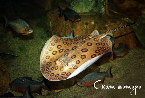 Пресноводный аквариумный скат моторо: содержание, фото-видео обзор
