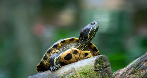 Красноухая&nbsp;черепаха фото
