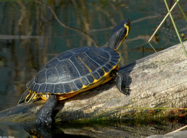 Красноухая черепаха фото