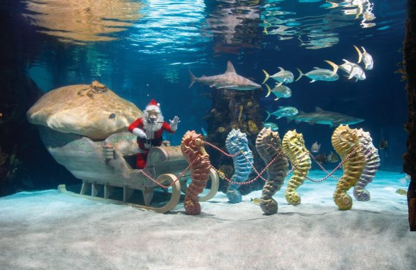 Новогодний аквариум