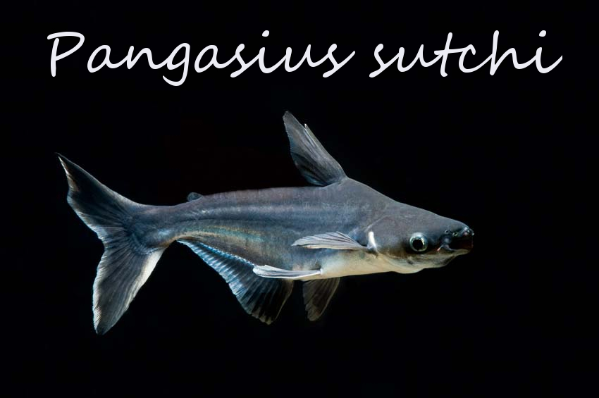 Рыба пангасиус: описание и особенности