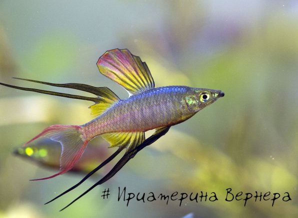 Ириатерина Вернера рыбка для нано аквариума