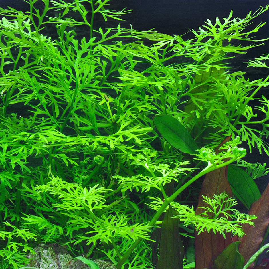 аквариумное растение индийский папоротник