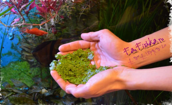 Чем и как удобрять аквариумные растения? | Блог зоомагазина пластиковыеокнавтольятти.рф