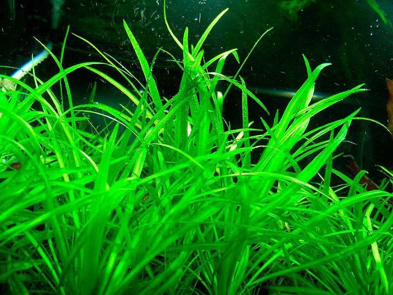 Эхинодорус нежный аквариумное растение фото