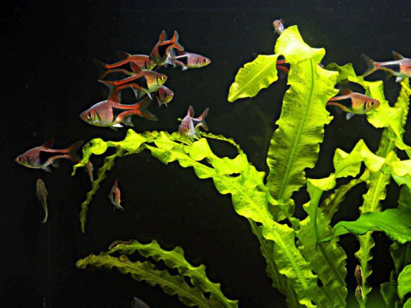 неприхотливые аквариумные растения