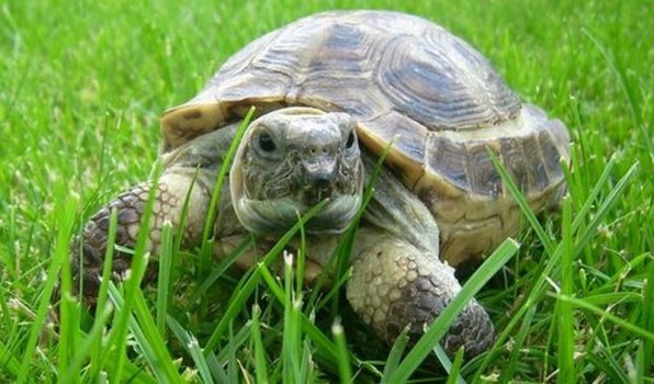 Среднеазиатская черепаха фото