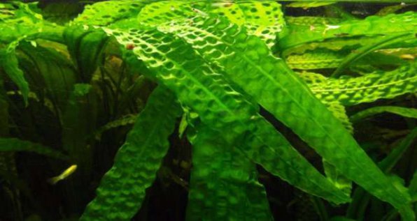 Криптокорина апоногетонолистная неприхотливые аквариумные растения