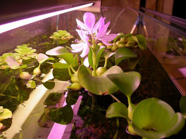 Эйхорния отличная – водяной гиацинт содержание в аквариуме и уход, фото-видео обзор