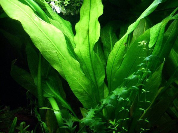 Эхинодорус амазонский или амазонка: содержание, размножение, фото-видео обзор