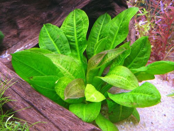 Эхинодорус мелкоцветный тропика фото