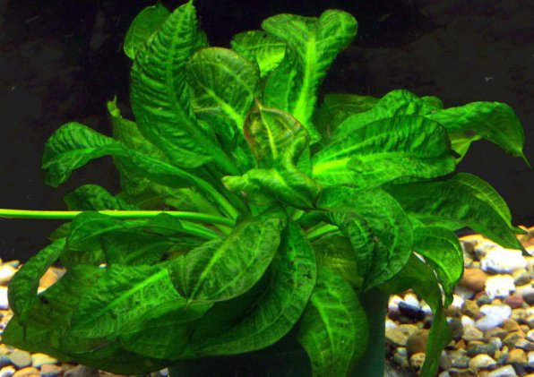 Эхинодорус мелкоцветный фото