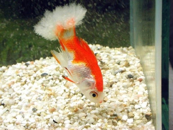 Сапролегниоз рыб: лечение в аквариуме, фото-видео обзор