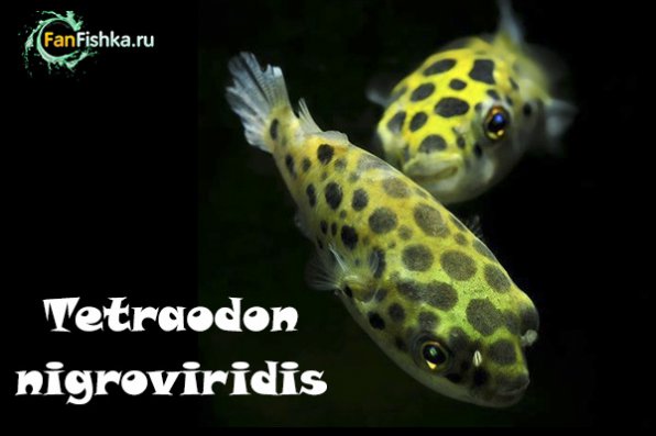 Тетрадон совместимость с другими рыбами