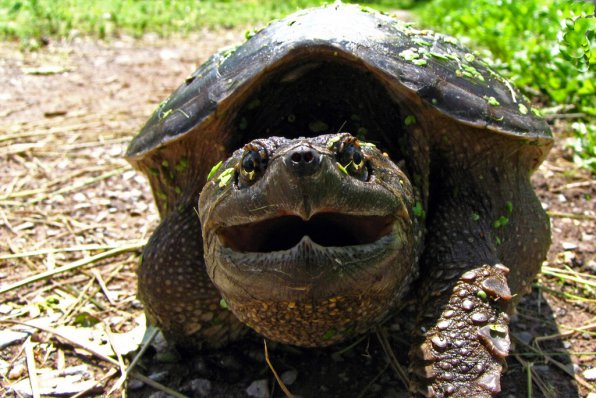 Каймановая черепаха фото