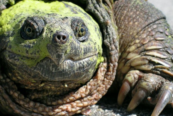 Каймановая черепаха фото