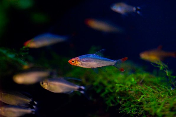 Савбва красноносая рыбка фото