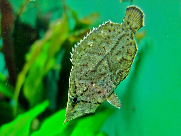 Рыба лист фото