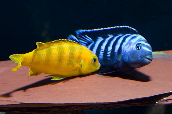 7 популярных аквариумных рыб цихлид и их содержание