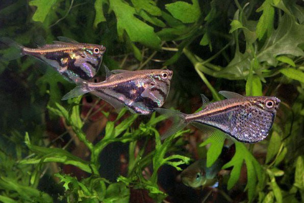 Рыба&ndash;топорик или карнегиелла мраморная фото
