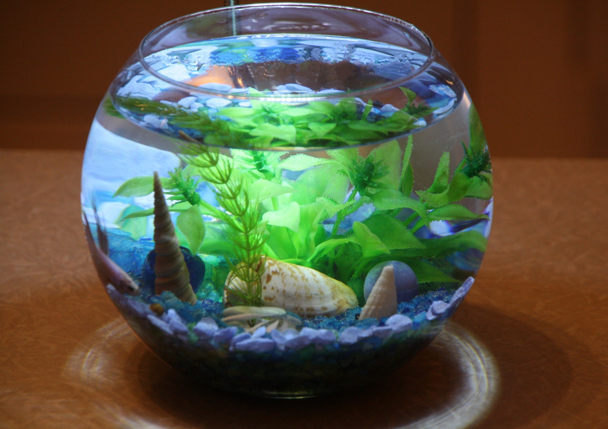 Аквариумы круглые : Круглый аквариум - 1 литр