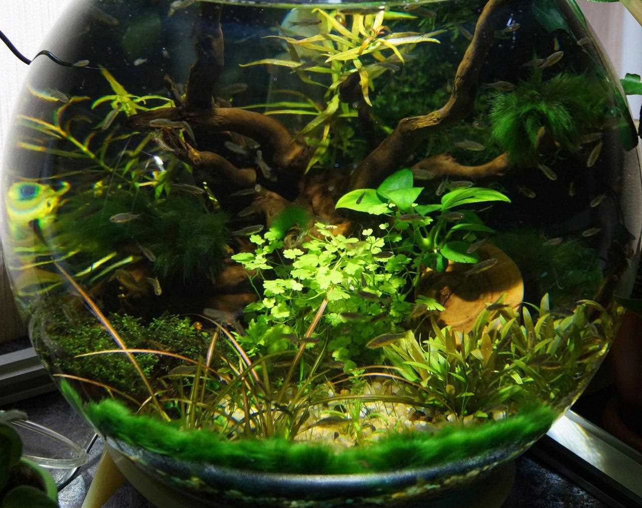 Растения для маленького аквариума