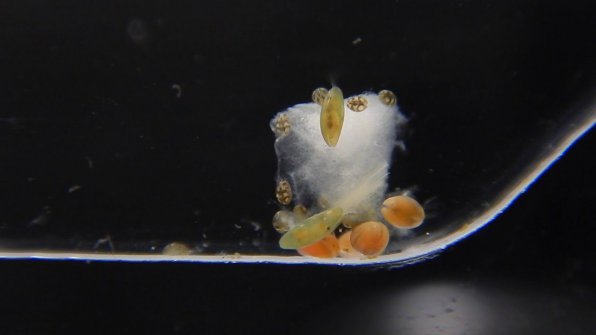 Остракоды (Cypridopsis vidia) в аквариуме фото