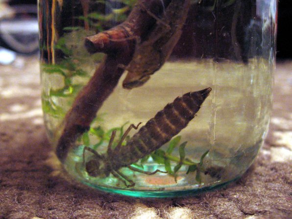 Личинки стрекоз в аквариуме фото