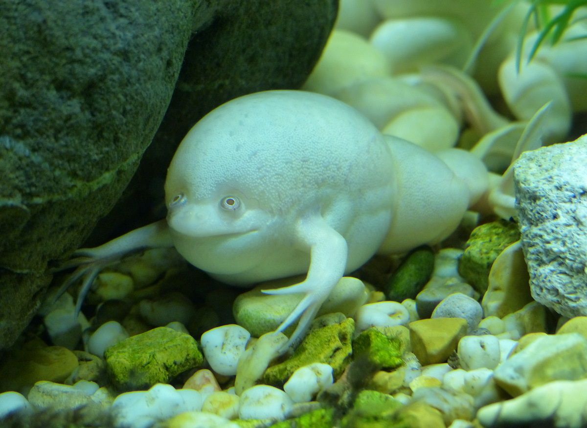 Шпорцевая лягушка содержание аквариуме, уход, кормление, болезни, фото-видео обзор