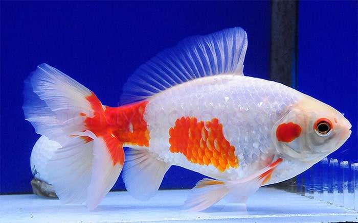5. Содержание золотых рыбок в аквариумах