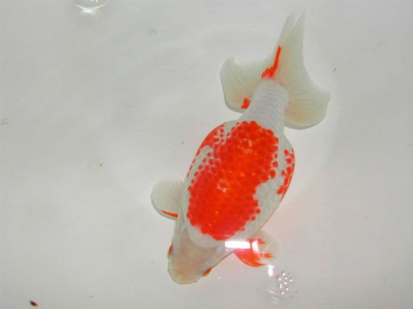 Нанкин золотая рыбка фото