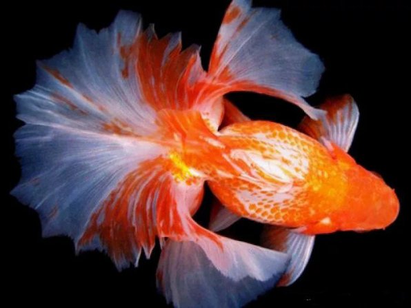 Тосакин золотая рыбка фото