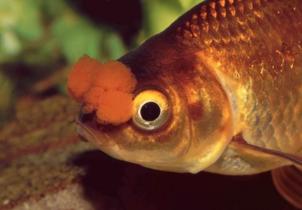 Помпон золотая рыбка фото