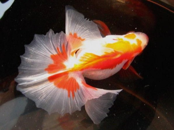 Тосакин золотая рыбка фото