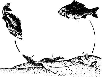 Кариофиллез гвоздичники рыб: лечение в аквариуме, фото-видео обзор