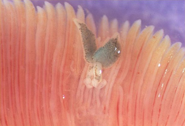 Диплозоон спайник рыб фото