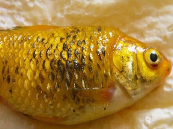 Лепидортоз рыб: лечение в аквариуме, фото-обзор